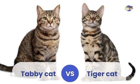cat vs tiger weight